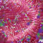 Best Probiotics feature image